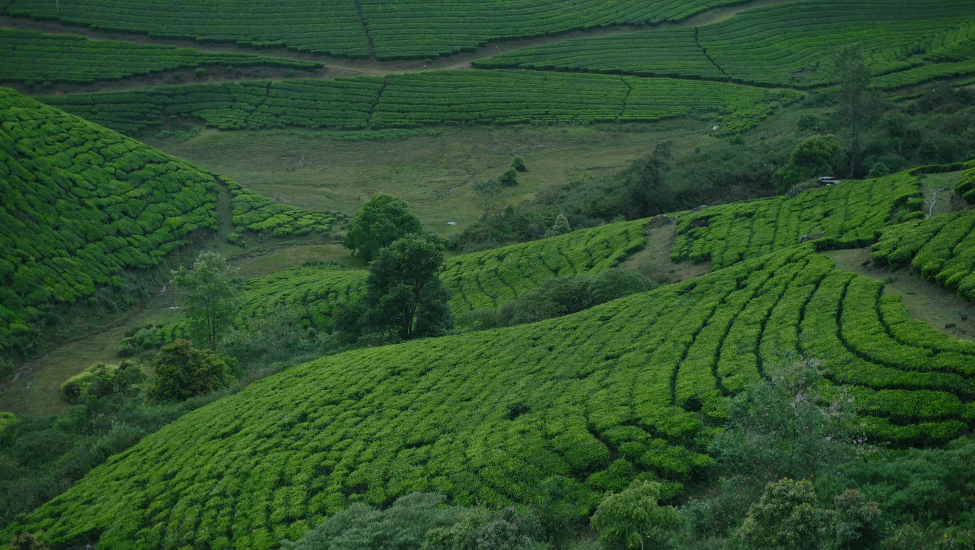 Unveiling Kerala: A Perfect 6-Night / 7-Day Tropical Getaway traveler photo
