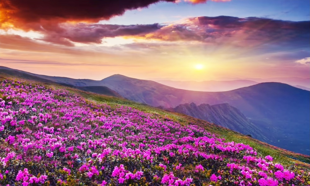 Yumthang Valley Thumbnail